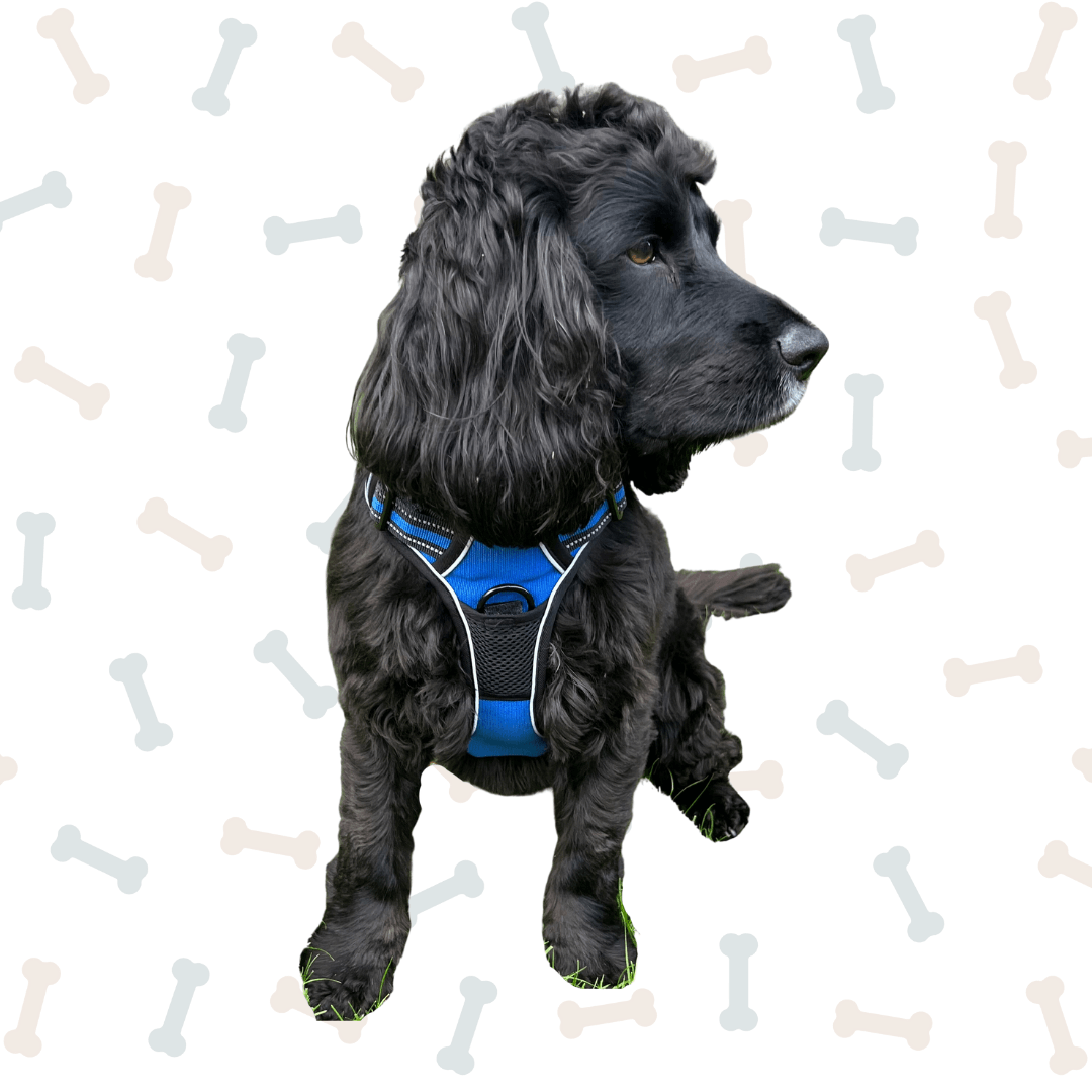 3 peaks dog 2024 harness
