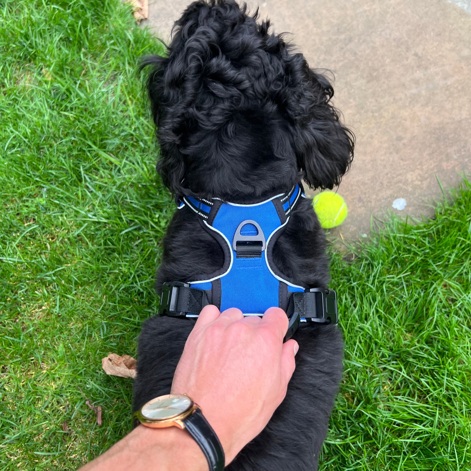 The Ultimate Dog Harness