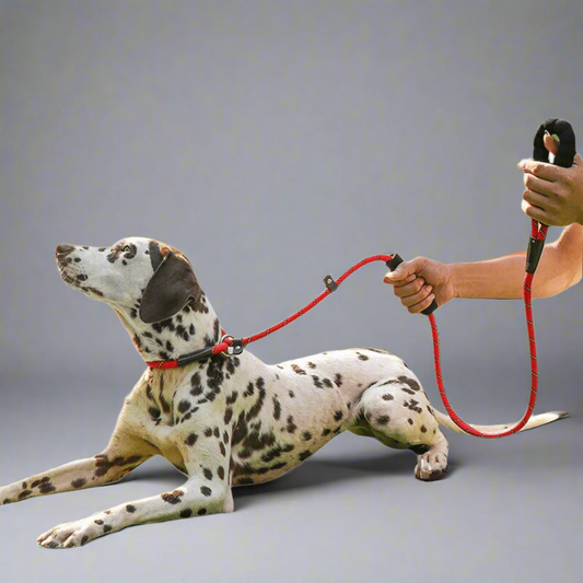 Slip Rope Leash PRO