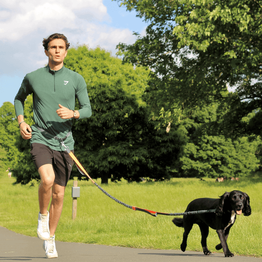 The Hands-Free Bungee Leash